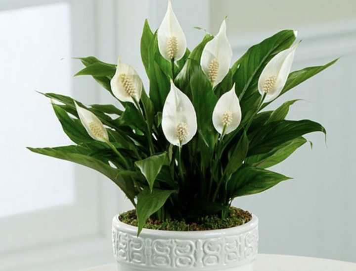 5 Lọai c&acirc;y văn ph&ograve;ng gi&uacute;p mắt đỡ mỏi khi l&agrave;m việc với m&aacute;y t&iacute;nh - Ảnh 3.