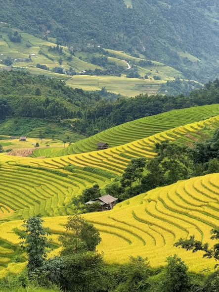 Đến Sa Pa mùa lúa chín, ngoài săn ảnh còn có một cách khác để ngắm núi rừng Tây Bắc - Ảnh 2. Đến Sa Pa mùa lúa chín, ngoài săn ảnh còn có một cách khác để ngắm núi rừng Tây Bắc - Ảnh 2.