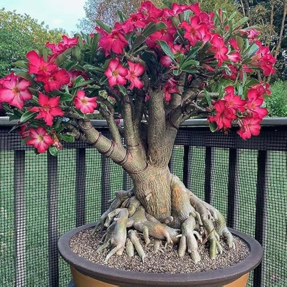 2 loại c&acirc;y được nhiều gia đ&igrave;nh trồng, hỗ trợ xua đuổi rắn khỏi nh&agrave; - Ảnh 2.
