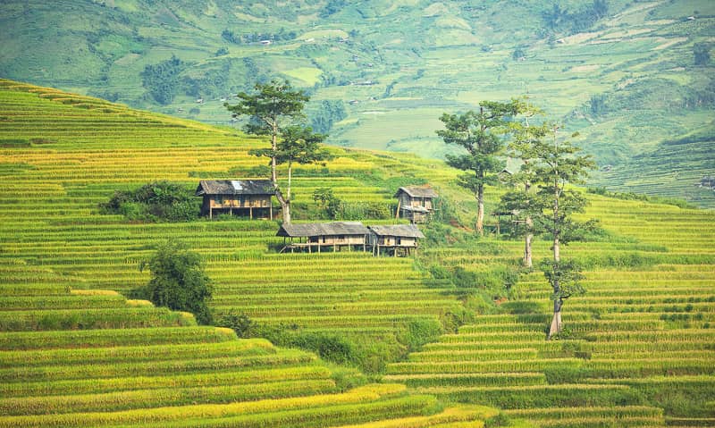 Đến Sa Pa mùa lúa chín, ngoài săn ảnh còn có một cách khác để ngắm núi rừng Tây Bắc - Ảnh 1. Đến Sa Pa mùa lúa chín, ngoài săn ảnh còn có một cách khác để ngắm núi rừng Tây Bắc - Ảnh 1.