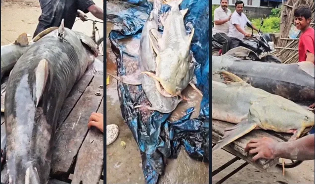 Phát hiện loạt cá lạ có con nặng tới 45kg sau lũ Nepal, người ăn vào bị ốm: Chính quyền lập tức cảnh báo - Ảnh 3.
