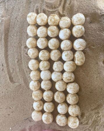 Rùa da trở lại bãi biển Marang: Phát hiện 44 quả trứng qúy giá vào 2026 - Ảnh 2. Rùa da trở lại bãi biển Marang: Phát hiện 44 quả trứng qúy giá vào 2026 - Ảnh 2.