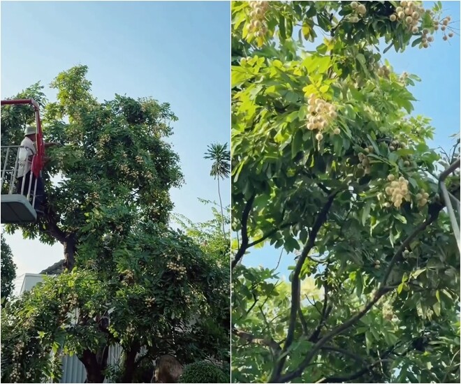 - Ảnh 10. - Ảnh 10.