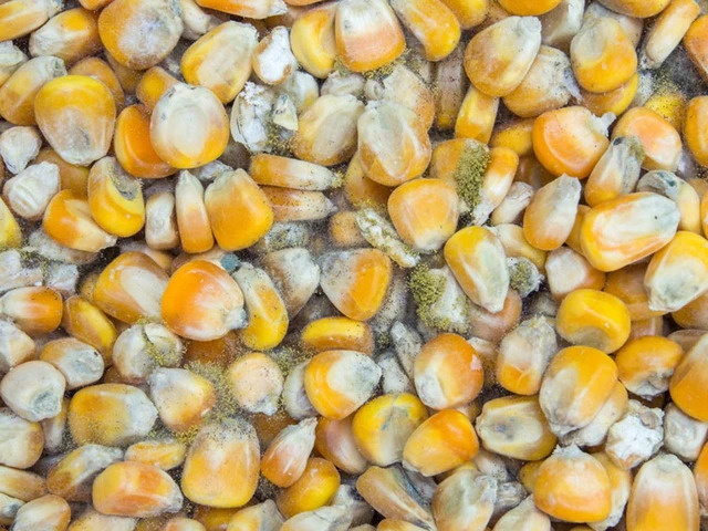  - Ảnh 3.