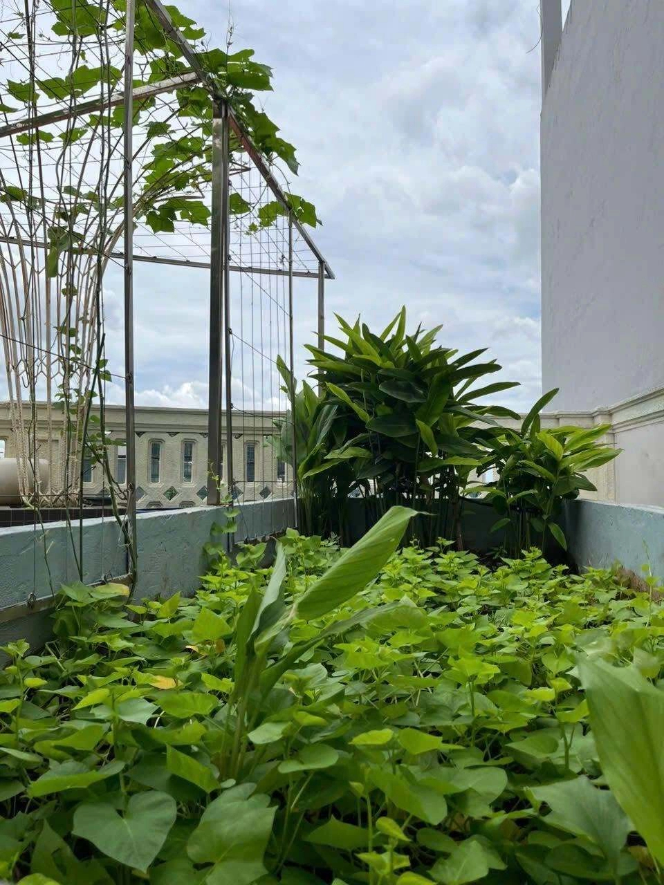 Vườn nh&agrave; 200 m&sup2; của Gi&aacute;ng My: Nơi sắc hoa v&agrave; rau sạch h&ograve;a quyện - Ảnh 6.
