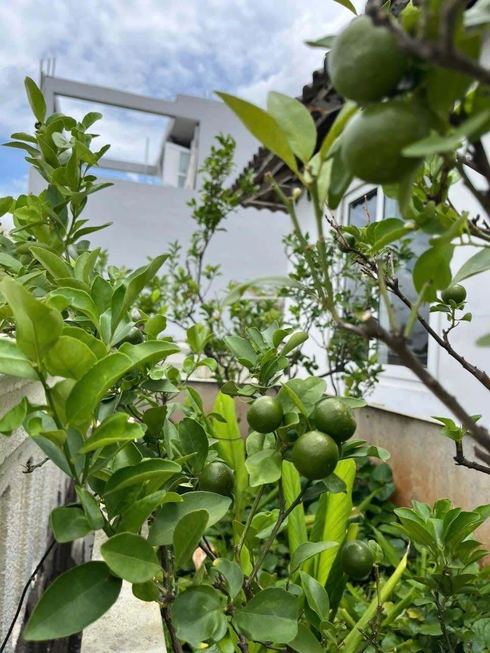 Vườn nh&agrave; 200 m&sup2; của Gi&aacute;ng My: Nơi sắc hoa v&agrave; rau sạch h&ograve;a quyện - Ảnh 7.