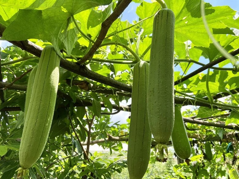 Lời khuy&ecirc;n đến tất cả c&aacute;c gia đ&igrave;nh đang trồng c&acirc;y mướp - Ảnh 1.