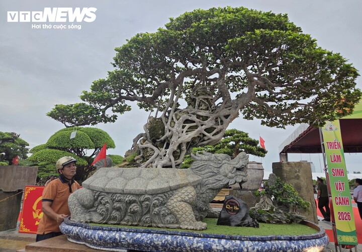 Cho&aacute;ng ngợp trước những c&acirc;y bonsai bạc tỷ khoe d&aacute;ng ở quảng trường Quảng Ng&atilde;i - Ảnh 2.