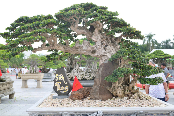 Cho&aacute;ng ngợp trước những c&acirc;y bonsai bạc tỷ khoe d&aacute;ng ở quảng trường Quảng Ng&atilde;i - Ảnh 5.