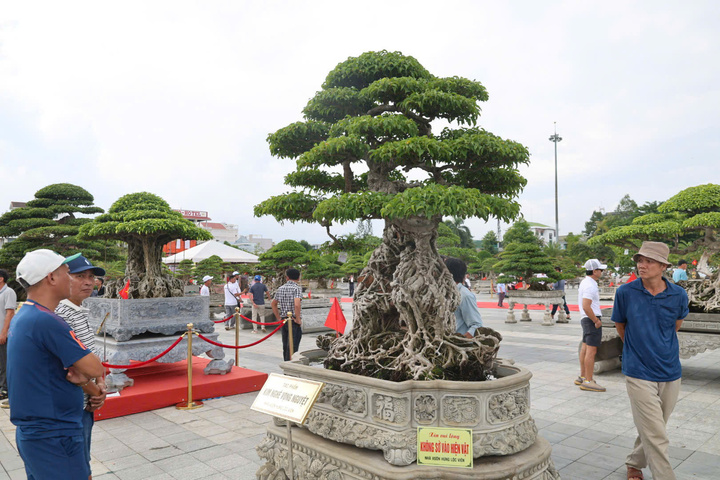 Cho&aacute;ng ngợp trước những c&acirc;y bonsai bạc tỷ khoe d&aacute;ng ở quảng trường Quảng Ng&atilde;i - Ảnh 1.