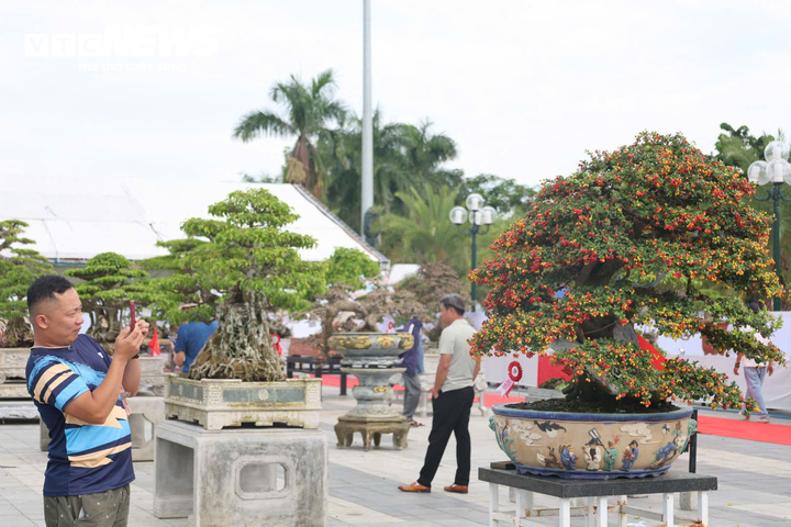 Cho&aacute;ng ngợp trước những c&acirc;y bonsai bạc tỷ khoe d&aacute;ng ở quảng trường Quảng Ng&atilde;i - Ảnh 3.