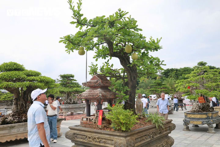 Cho&aacute;ng ngợp trước những c&acirc;y bonsai bạc tỷ khoe d&aacute;ng ở quảng trường Quảng Ng&atilde;i - Ảnh 9.
