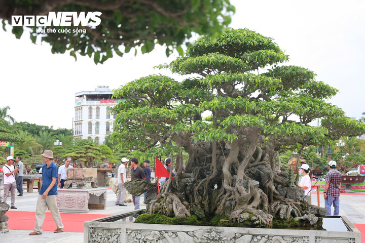 Cho&aacute;ng ngợp trước những c&acirc;y bonsai bạc tỷ khoe d&aacute;ng ở quảng trường Quảng Ng&atilde;i - Ảnh 4.