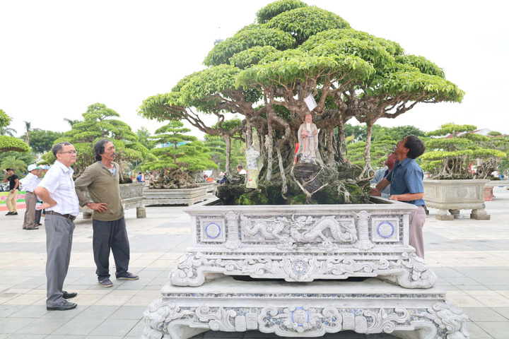 Cho&aacute;ng ngợp trước những c&acirc;y bonsai bạc tỷ khoe d&aacute;ng ở quảng trường Quảng Ng&atilde;i - Ảnh 7.