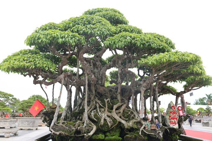 Cho&aacute;ng ngợp trước những c&acirc;y bonsai bạc tỷ khoe d&aacute;ng ở quảng trường Quảng Ng&atilde;i - Ảnh 6.