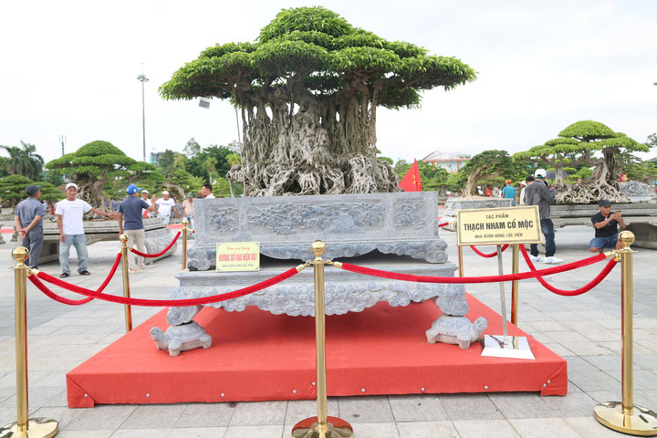 Cho&aacute;ng ngợp trước những c&acirc;y bonsai bạc tỷ khoe d&aacute;ng ở quảng trường Quảng Ng&atilde;i - Ảnh 8.