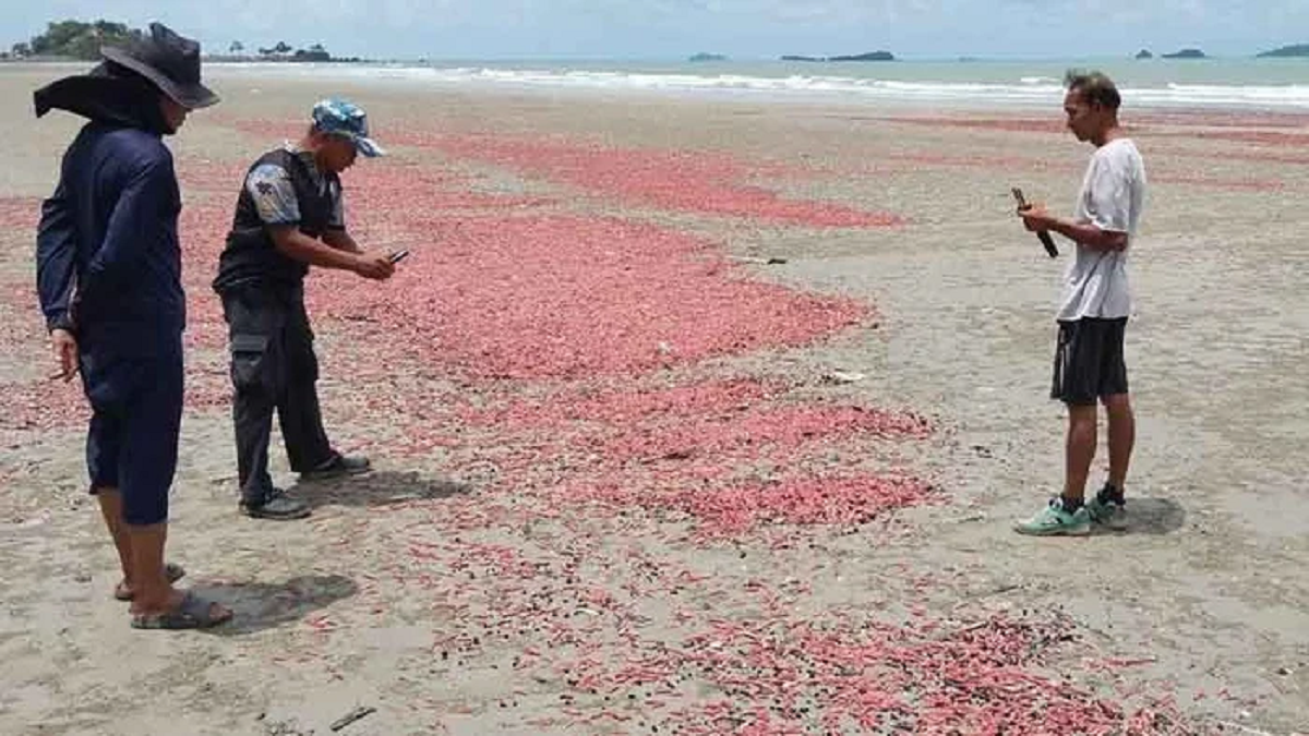 Cảnh tượng hiếm gặp: B&atilde;i biển Suan Son ngập tr&agrave;n hải s&acirc;m hồng - Ảnh 1.