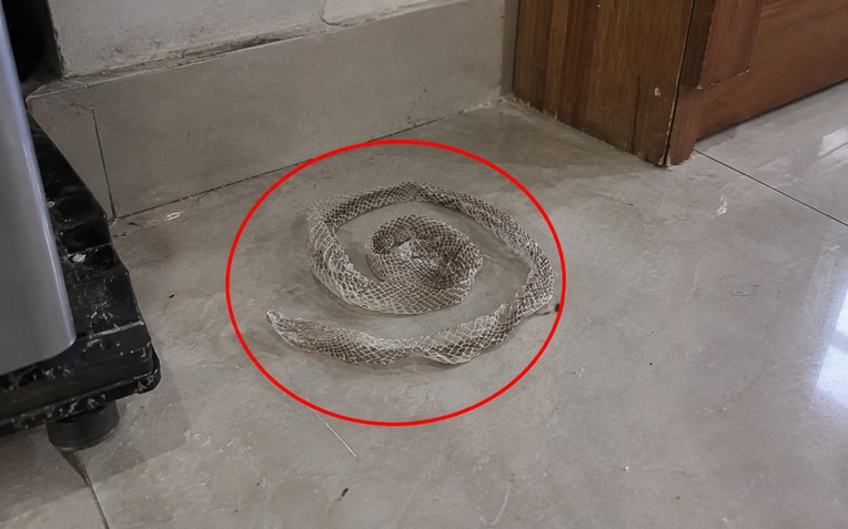 Ph&aacute;t hiện da rắn trong nh&agrave;: Những điều cần l&agrave;m ngay lập tức - Ảnh 1.