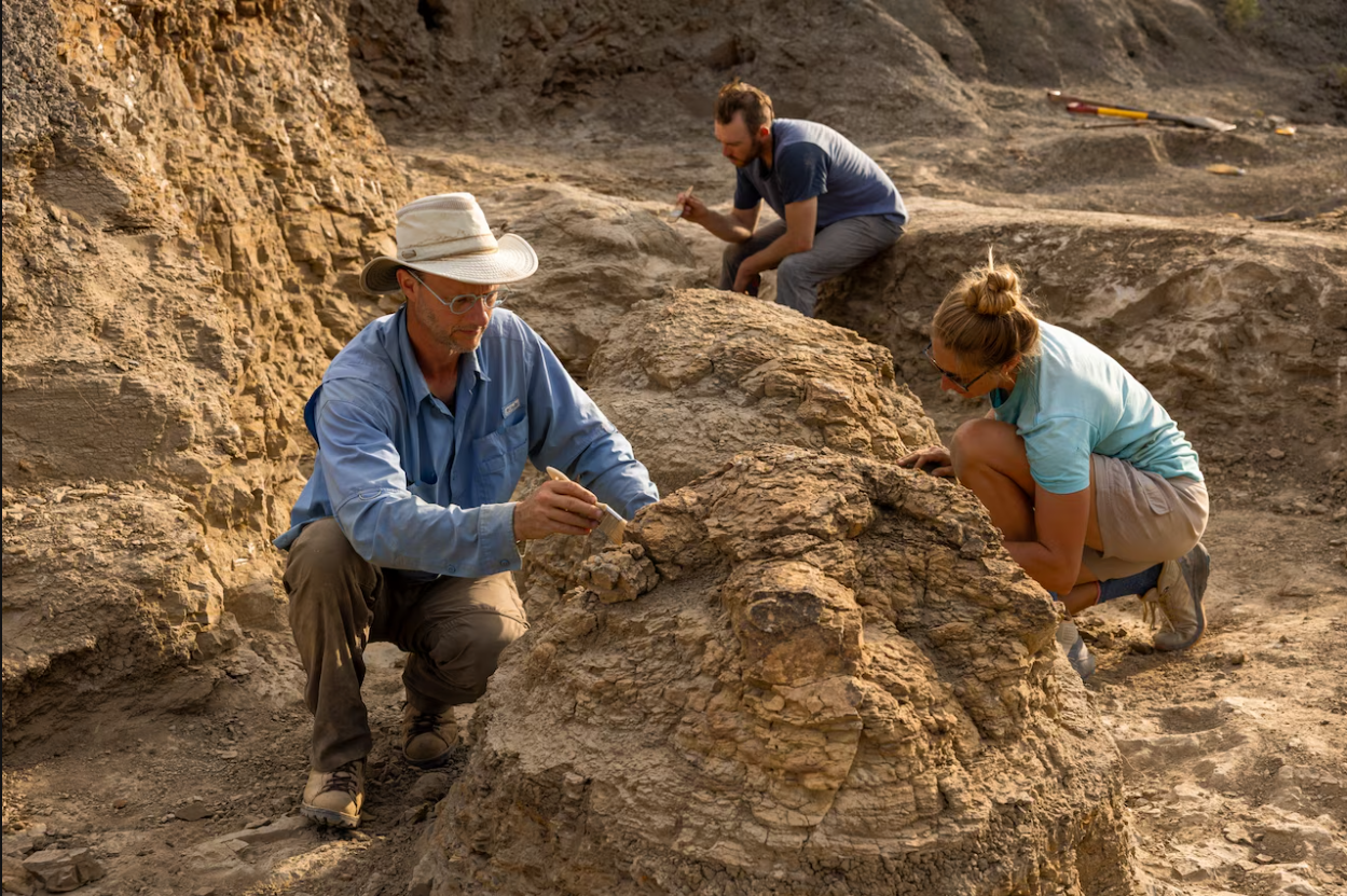Khai quật dấu chân khủng long T . Rex hiếm có sau 66 triệu năm tại North Dakota - Ảnh 5. Khai quật dấu chân khủng long T . Rex hiếm có sau 66 triệu năm tại North Dakota - Ảnh 5.