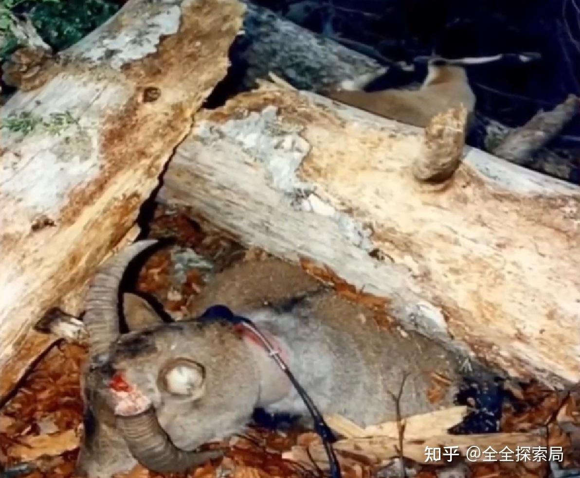 Bí mật rợn người về những loài vật tuyệt chủng bỗng tái xuất - Ảnh 1. Bí mật rợn người về những loài vật tuyệt chủng bỗng tái xuất - Ảnh 1.