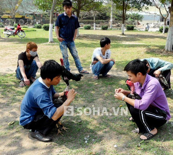 Tuy nhiên, giờ đây thú vui chọi gà trong ngày Tết đang bị nhiều người làm biến tướng. Sới gà thành nơi cá cược đánh bạc, sát phạt lẫn nhau.