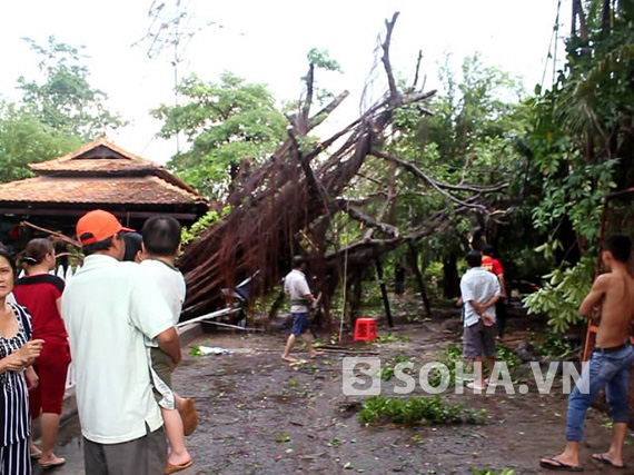 
	Sau cơn mưa lớn nhiều cây xanh bị quật đổ