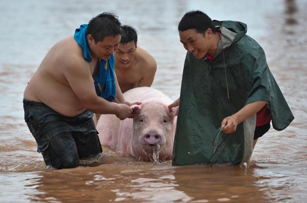 Những người nông dân đang di chuyển một con lợn tới khu vực an toàn sau khi mưa lớn làm nhấn chìm nhiều khu vực tại Đồng Nam, Trùng Khánh, Trung Quốc.