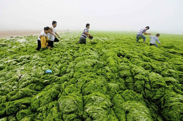 Mọi người đi qua tảo xanh bao phủ đầy bãi biển ở Thanh Đảo, tỉnh Sơn Đông, Trung Quốc.