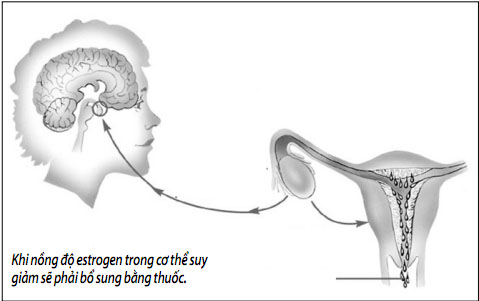 Bổ sung estrogen để trẻ mãi không già, đâu là sự thật? 1