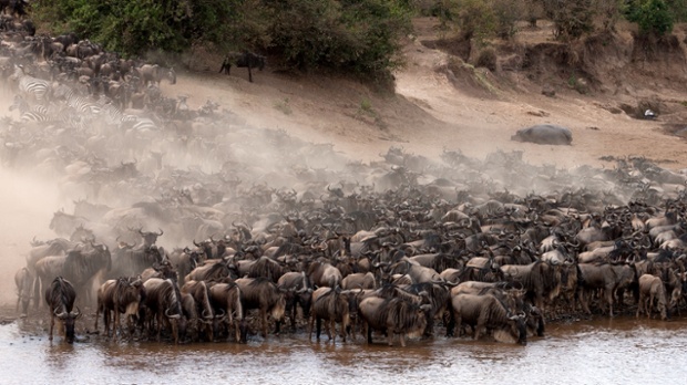 Linh dương đầu bò tập trung trên bờ sông Mara trong mùa di cư trong khu bảo tồn quốc gia Maasai Mara ở Kenya.