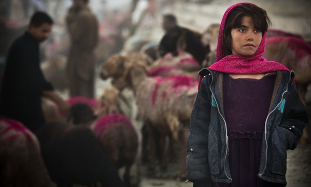 Một bé gái người Afghanistan đứng trông đàn cừu tại một chợ gia súc ở Kabul.