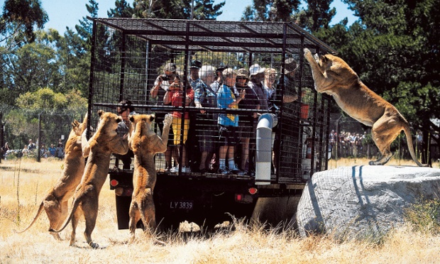 Đàn sư tử vây quanh lồng bảo vệ du khách trên xe ô tô trong công viên động vật hoang dã Orana ở Christchurch, New Zealand.