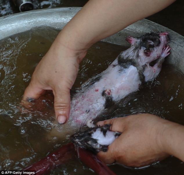 Chuột chuẩn bị được nấu chín bằng cách cho họ một rửa trước khi chúng tàn sát