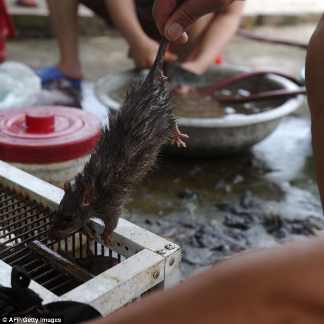 Sắp được da: Ăn chuột là phổ biến trong cả hai đồng bằng sông Hồng Bắc và người đồng bằng sông Cửu Long Nam