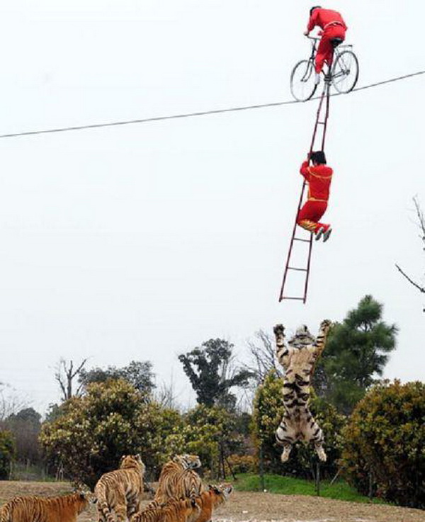 
	Đi kiểu này mới có thể tránh hổ.