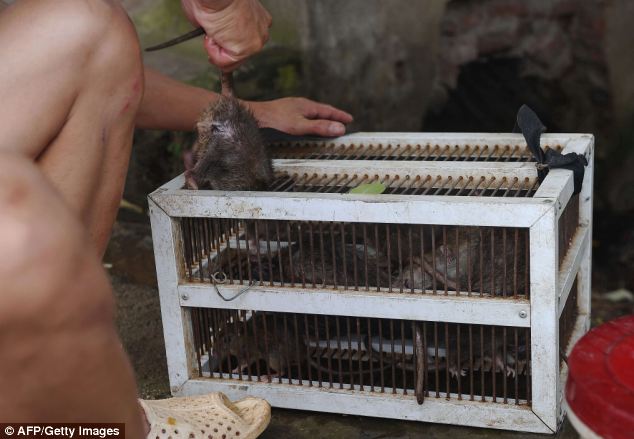 Một con chuột được kéo ra khỏi một cái lồng tại một nhà hàng ở Đan Phượng chuột ở ngoại ô Hà Nội