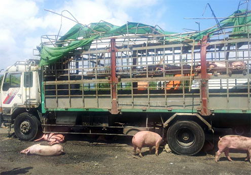 Quốc lộ 1A gần qua sông Cầu, Phú Yên. 11h17 phút, xe tải chở 152 con lợn bị lật trên đèo, gây ách tắc giao thông hơn 1 km. HƠn 30 con thương vong.