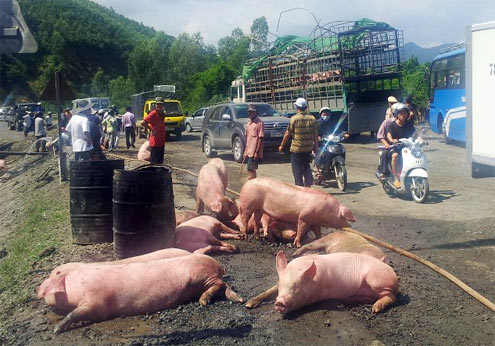 11h17 phút, xe tải chở 152 con lợn bị lật trên đèo, gây ách tắc giao thông hơn 1 km. HƠn 30 con thương vong.