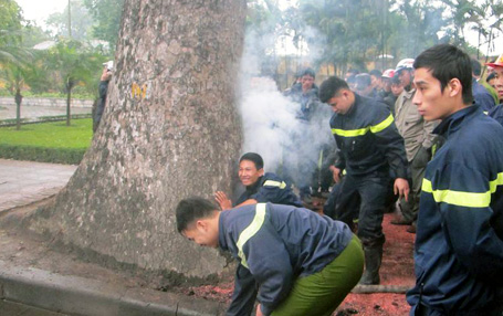 Clip: Gốc cây xà cừ tự nhiên phì khói lửa ở Hà Nội