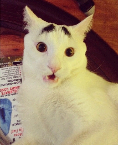Chú mèo lo lắng "nổi như cồn" trên Instagram 4