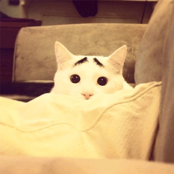 Chú mèo lo lắng "nổi như cồn" trên Instagram 8