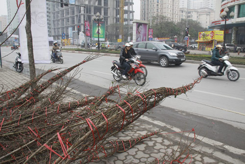 hoa đào