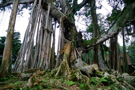 Toàn cảnh cây đa Rùa nghìn tuổi và bộ rễ kỳ vĩ, hoành tráng bám sâu vào lòng đất.