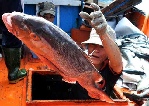 Ngư dân đưa cá Hồng nặng gần 10 kg từ dưới hầm tàu lên bờ.