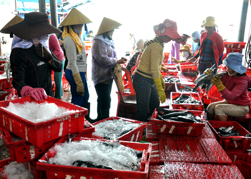 Không khí tất bật phân loại, sơ chế cá Chuồn ngay tại cảng Sa Kỳ.