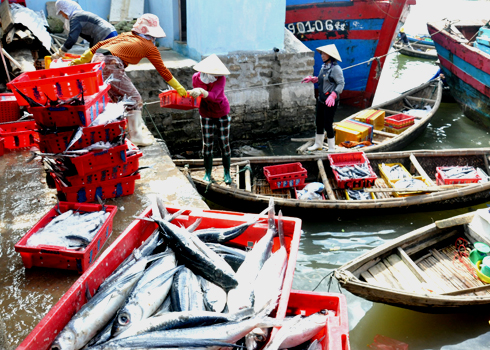 Các tiểu thương mua lại cá Chuồn của các chủ tàu đưa xuống ghe chở đi bán ở các chợ trong tỉnh.