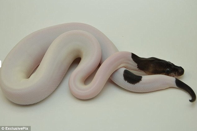 'Spectacular': This super black pastel piebald snake has gone on sale for an incredible $16,000