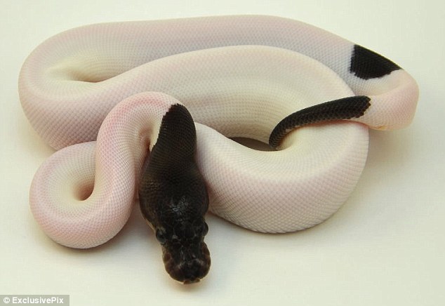 Ssssupreme: The female, which has a black head and albino body, is the product of seven years of breeding