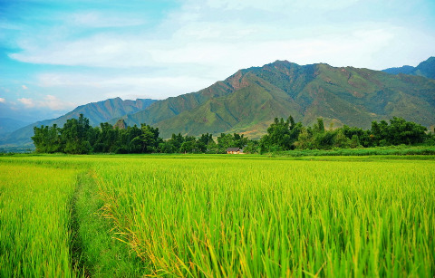 Ruộng lúa bạt ngàn dưới chân núi Hoàng Liên Sơn.