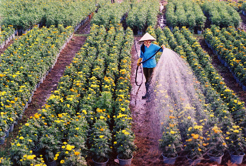 Và vườn hoa cúc vàng trồng cho những ngày Xuân.